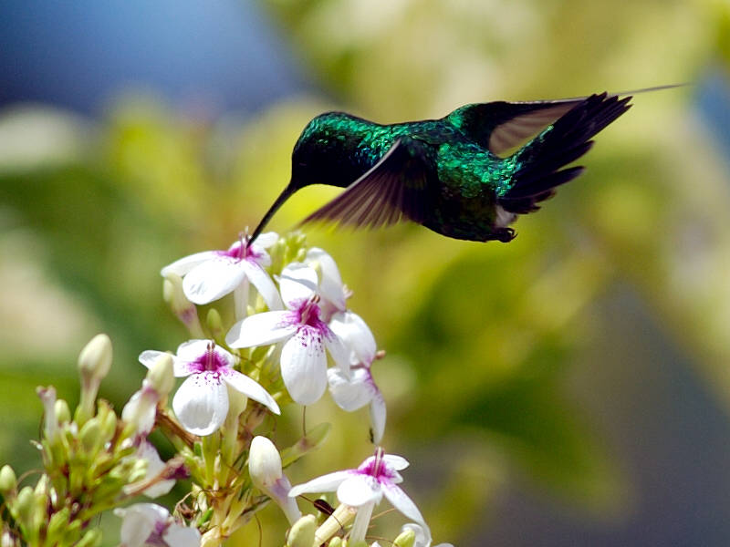 Testbild Kolibri