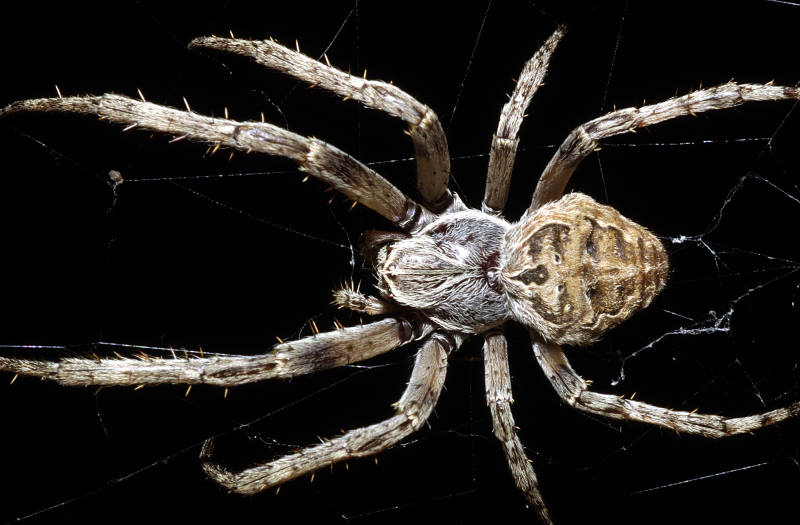 Spinne